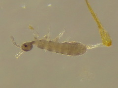 Parisotoma notabilis