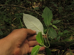 Oligactis sessiliflora