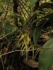 Pleurothallis phalangifera