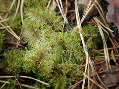 Hylocomium splendens