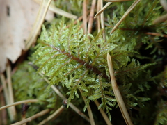 Hylocomium splendens