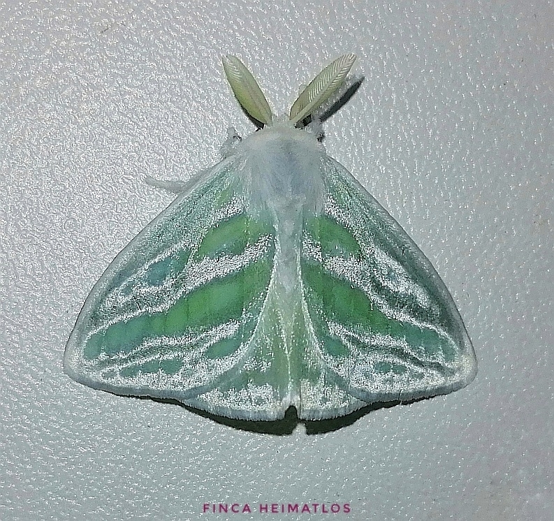 Lymantriini