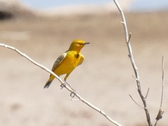 Epthianura crocea