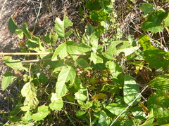 Desmodium fernaldii