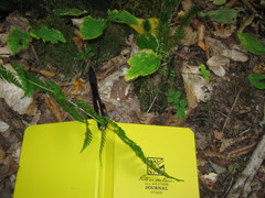 Galium kamtschaticum