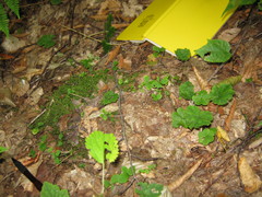 Galium kamtschaticum