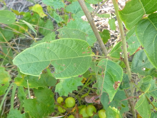 Image of Desmodium fernaldii by no rights reserved