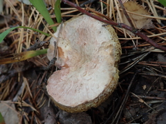 Suillus bovinus