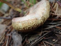 Suillus bovinus