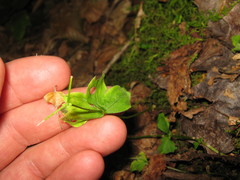 Galium kamtschaticum