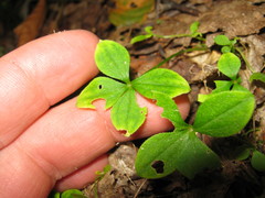 Galium kamtschaticum