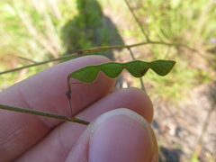 Desmodium fernaldii