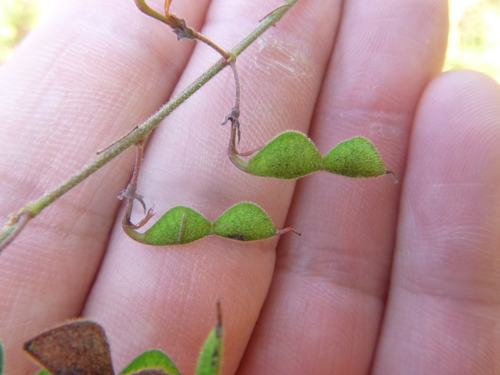 Image of Desmodium fernaldii by no rights reserved