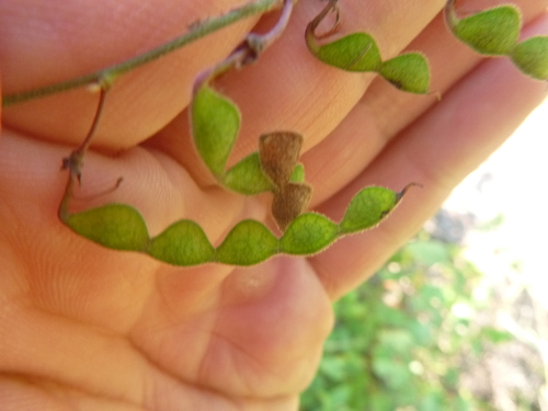 Image of Desmodium fernaldii by no rights reserved