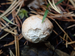 Suillus bovinus