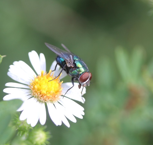 Blue-green Bottle Fly photo 3
