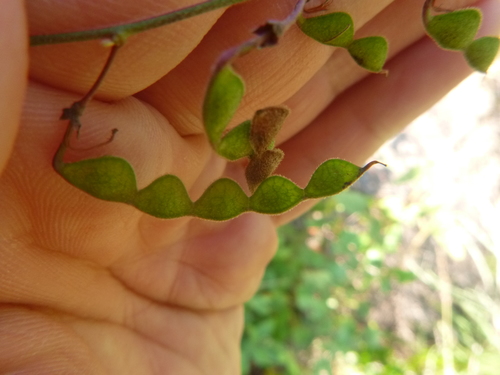 Image of Desmodium fernaldii by no rights reserved