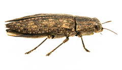 Dicerca obscura