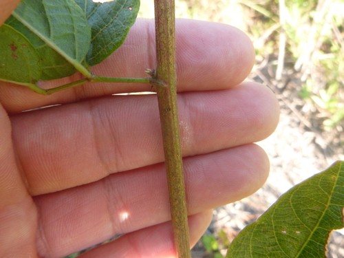 Image of Desmodium fernaldii by no rights reserved
