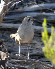 Drymodes brunneopygia