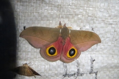 Automeris zugana