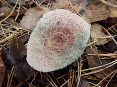 Lactarius deliciosus