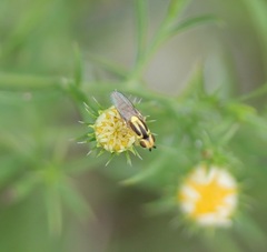 Chlorops sulphureus