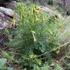 Polemonium pauciflorum