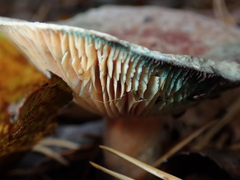 Lactarius deliciosus