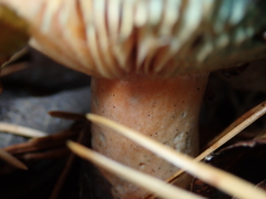 Lactarius deliciosus