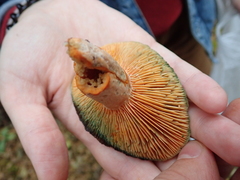 Lactarius deliciosus