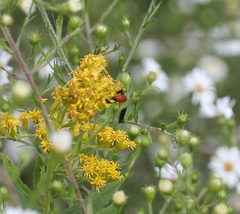 Galactomyia