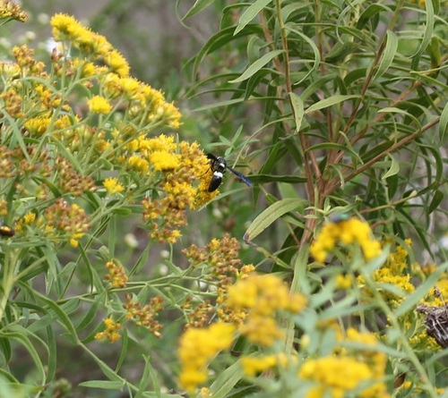 Four-toothed mason wasp
