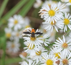 Galactomyia