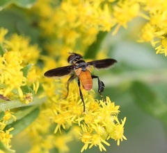 Galactomyia