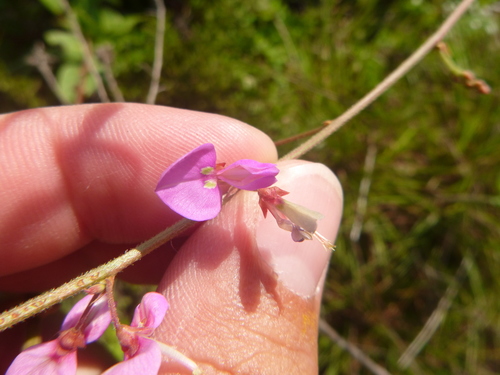 Fernald's Ticktrefoil (Desmodium fernaldii)