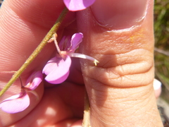 Desmodium fernaldii