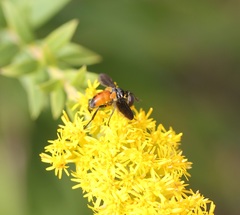 Galactomyia