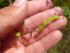 Desmodium fernaldii