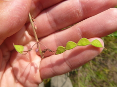 Desmodium fernaldii