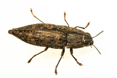 Dicerca obscura