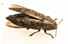 Dicerca obscura
