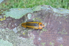Buprestis vandenberghei