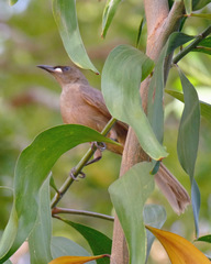 Stomiopera unicolor