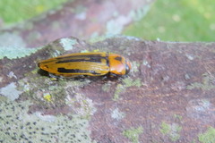 Buprestis vandenberghei