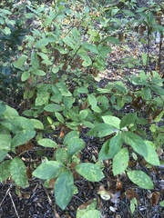 Lonicera involucrata