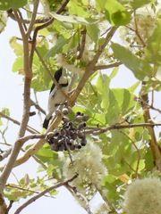 Cissomela pectoralis
