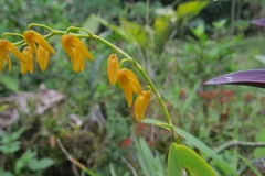 Stelis immersa