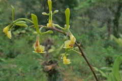 Epidendrum veroscriptum