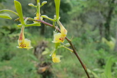 Epidendrum veroscriptum